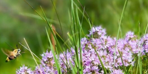Majčina dušica (majčina dušica): korisna svojstva i kontraindikacije za žene i muškarce, šta liječi